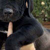 Boerboel South African Mastiff Boerboel