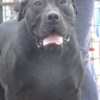 Boerboel South African Mastiff Boerboel
