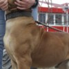Boerboel South African Mastiff Boerboel