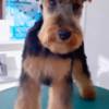 Welsh Terrier Welsh terrier puppies