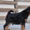 Welsh Terrier Welsh terrier puppies