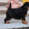 Welsh Terrier Welsh terrier puppies