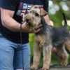 Welsh Terrier Welsh terrier puppies