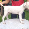 American Bulldog American bulldog  puppies