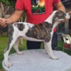 American Bulldog American bulldog  puppies