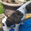 American Bulldog American bulldog  puppies