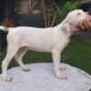 American Bulldog American bulldog  puppies