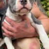 Other American Pocket Bully puppies