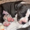 Other American Pocket Bully puppies