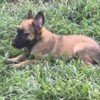 Belgian Shepherd Dog (Malinois) Belgian Shepherd Malinois puppies