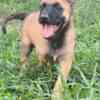 Belgian Shepherd Dog (Malinois) Belgian Shepherd Malinois puppies