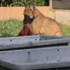 Belgian Shepherd Dog (Malinois) Belgian Shepherd Malinois puppies