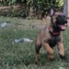 Belgian Shepherd Dog (Malinois) Belgian Shepherd Malinois puppies