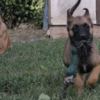 Belgian Shepherd Dog (Malinois) Belgian Shepherd Malinois puppies