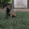Belgian Shepherd Dog (Malinois) Belgian Shepherd Malinois puppies