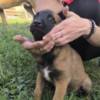 Belgian Shepherd Dog (Malinois) Belgian Shepherd Malinois puppies