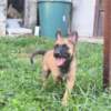Belgian Shepherd Dog (Malinois) Belgian Shepherd Malinois puppies