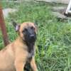 Belgian Shepherd Dog (Malinois) Belgian Shepherd Malinois puppies