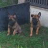 Belgian Shepherd Dog (Malinois) Belgian Shepherd Malinois puppies