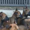 Belgian Shepherd Dog (Malinois) Belgian Shepherd Malinois puppies