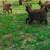 Belgian Shepherd Dog (Malinois) Belgian Shepherd Malinois puppies