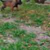Belgian Shepherd Dog (Malinois) Belgian Shepherd Malinois puppies