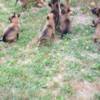 Belgian Shepherd Dog (Malinois) Belgian Shepherd Malinois puppies
