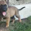 Belgian Shepherd Dog (Malinois) Belgian Shepherd Malinois puppies
