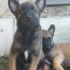 Belgian Shepherd Dog (Malinois) Belgian Shepherd Malinois puppies