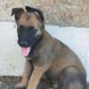 Belgian Shepherd Dog (Malinois) Belgian Shepherd Malinois puppies