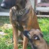Belgian Shepherd Dog (Malinois) Belgian Shepherd Malinois puppies