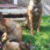 Belgian Shepherd Dog (Malinois) Belgian Shepherd Malinois puppies