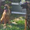 Belgian Shepherd Dog (Malinois) Belgian Shepherd Malinois puppies