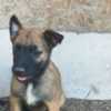 Belgian Shepherd Dog (Malinois) Belgian Shepherd Malinois puppies