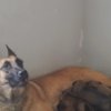 Belgian Shepherd Dog (Malinois) Belgian Shepherd Malinois puppies