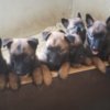 Belgian Shepherd Dog (Malinois) Belgian Shepherd Malinois puppies