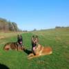 Belgian Shepherd Dog (Malinois) Belgian Shepherd Malinois puppies