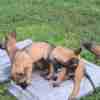 Belgian Shepherd Dog (Malinois) Belgian Shepherd Malinois puppies