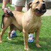 Boerboel Boerboel South African Mastiff puppies