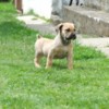 Boerboel Boerboel South African Mastiff puppies