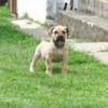 Boerboel Boerboel South African Mastiff puppies
