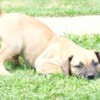 Boerboel Boerboel South African Mastiff puppies