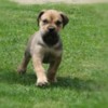 Boerboel Boerboel South African Mastiff puppies