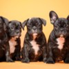 French Bulldog French Bulldog  puppies