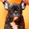 French Bulldog French Bulldog  puppies