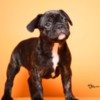 French Bulldog French Bulldog  puppies