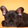 French Bulldog French Bulldog  puppies
