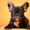 French Bulldog French Bulldog  puppies