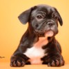 French Bulldog French Bulldog  puppies