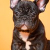 French Bulldog French Bulldog  puppies